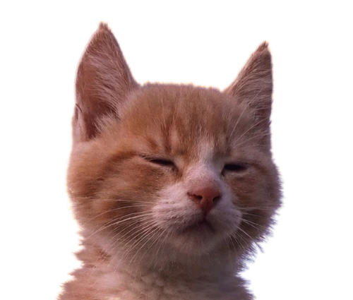 a ginger kitten sitting in a field with his eyes shut